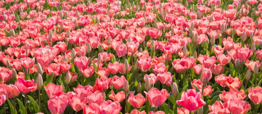 playing the Grand Ole Opry 